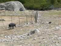 Korsika Bild 221